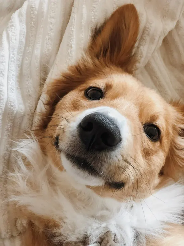 Golden retriever close-up
