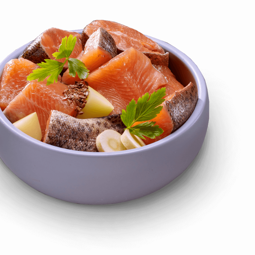 Fresh healthy pet food bowl