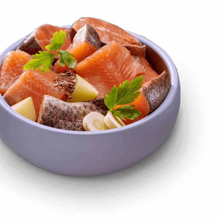 Healthy pet food bowl
