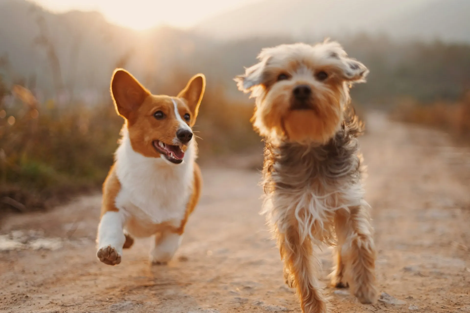Happy pets